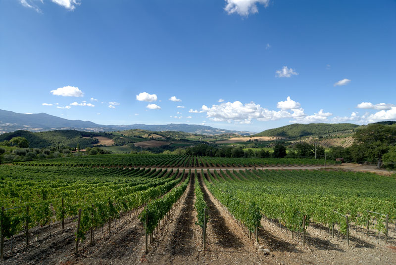 Poggio il Castellare Galeriebild