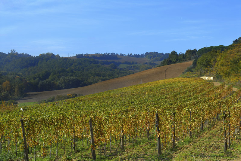 Tenuta il Faggeto Galeriebild