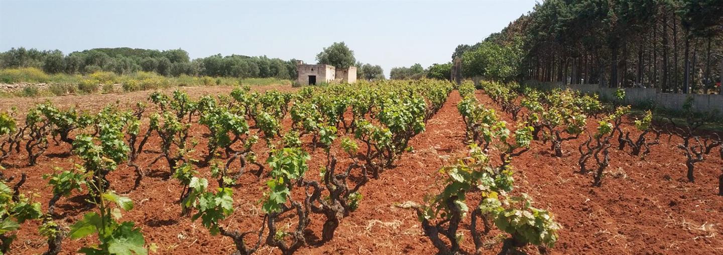 Primitivo