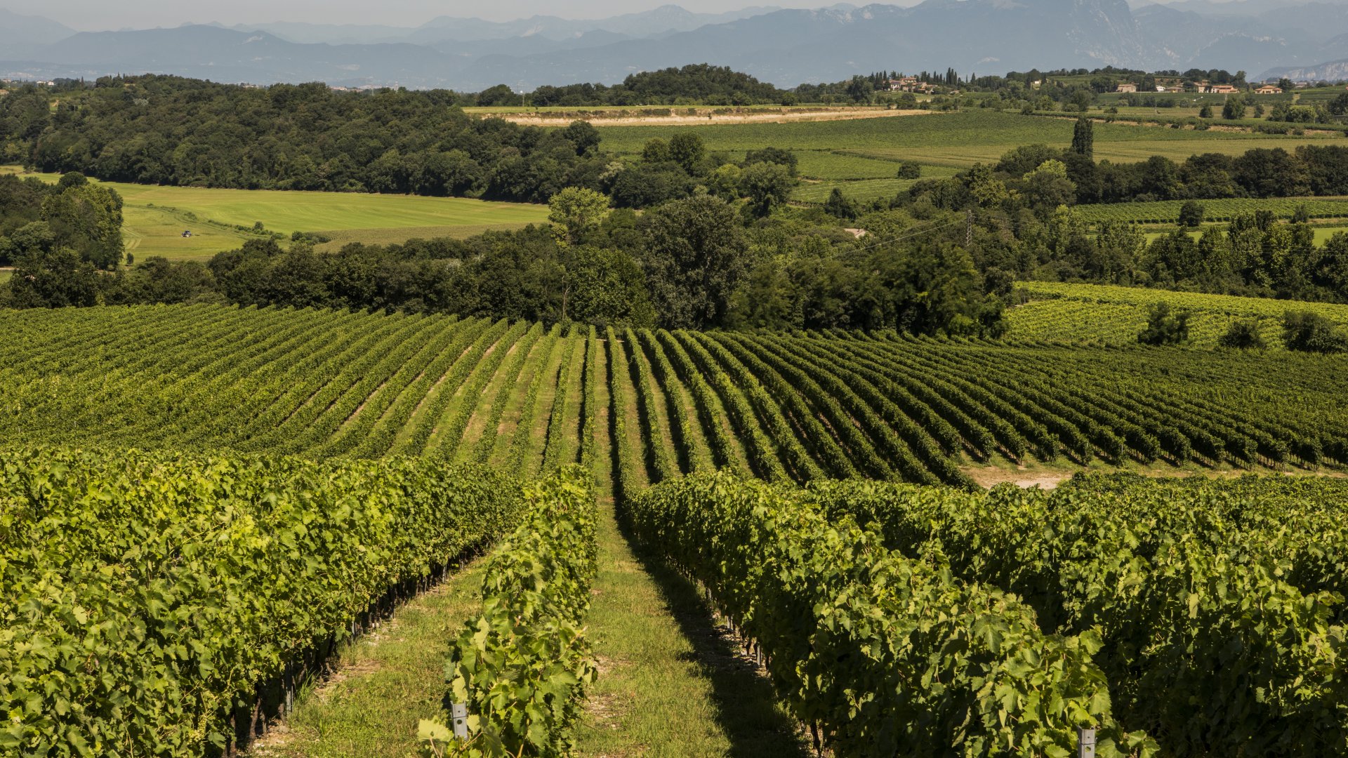Custoza