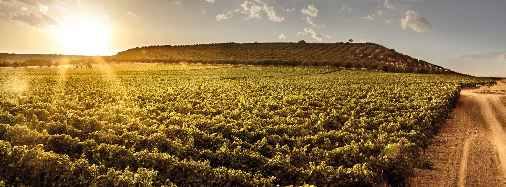 Vermentino