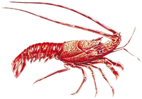 Aragosta Logo